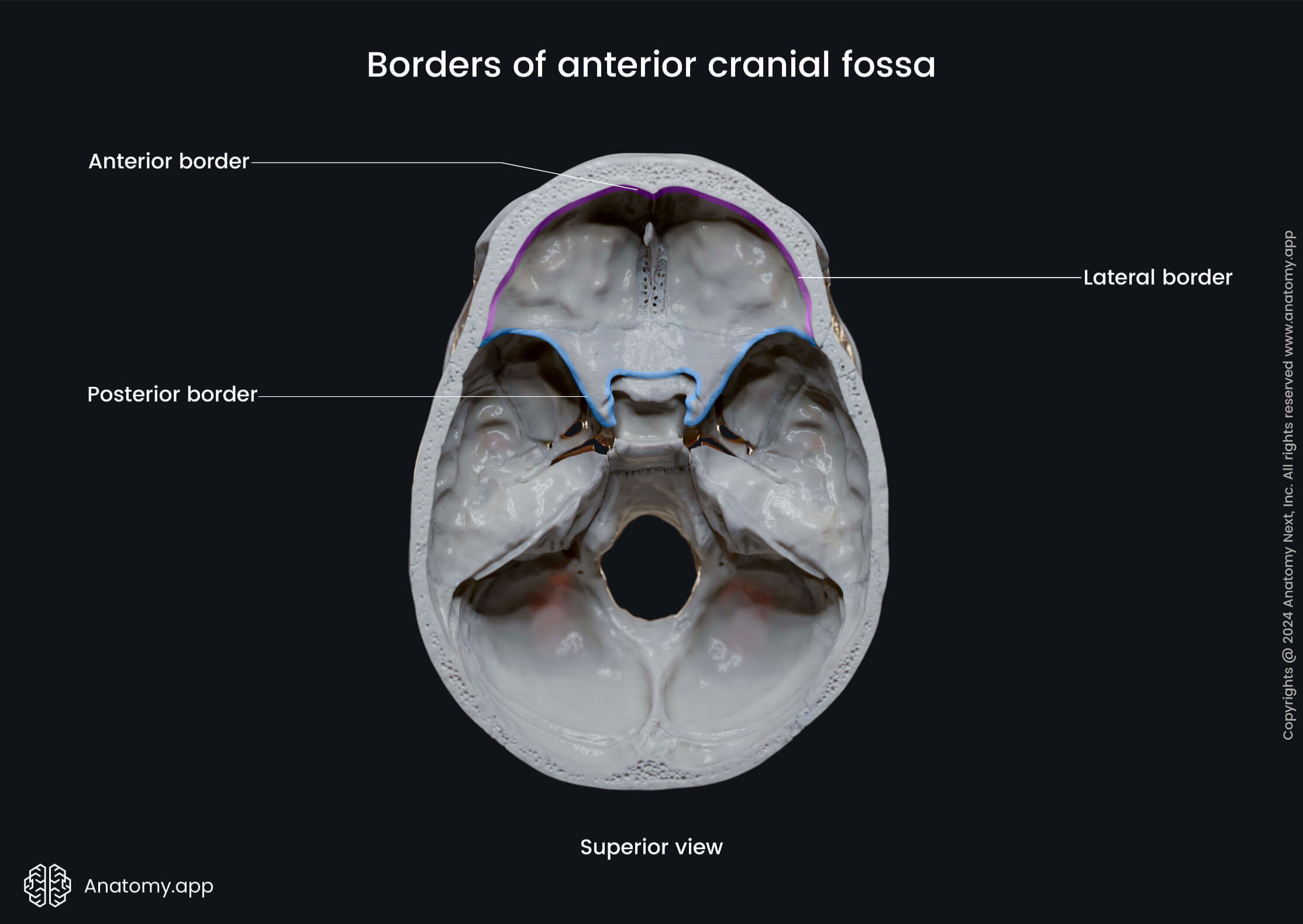 Borders of anterior cranial fossa