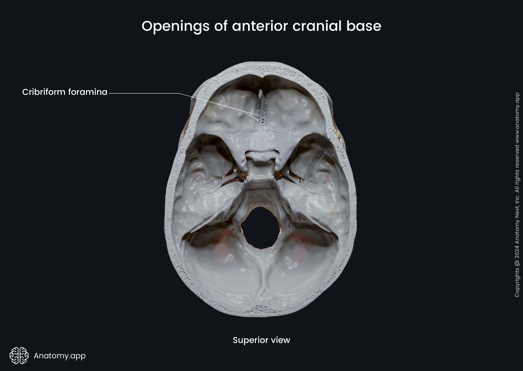 Openings of anterior cranial fossa