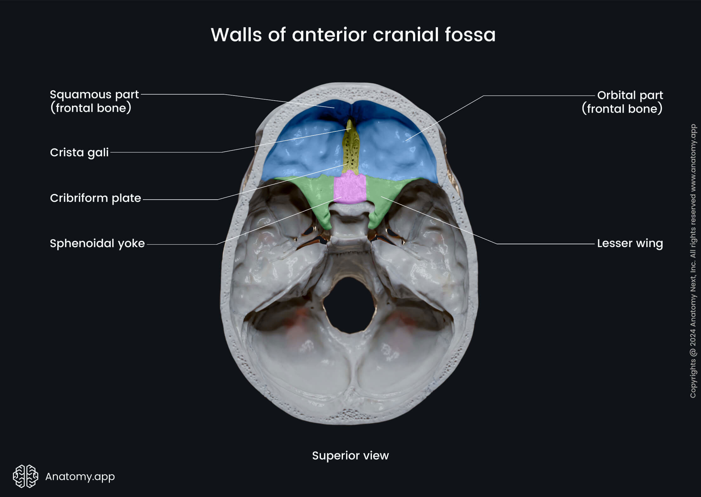 Walls of anterior cranial fossa
