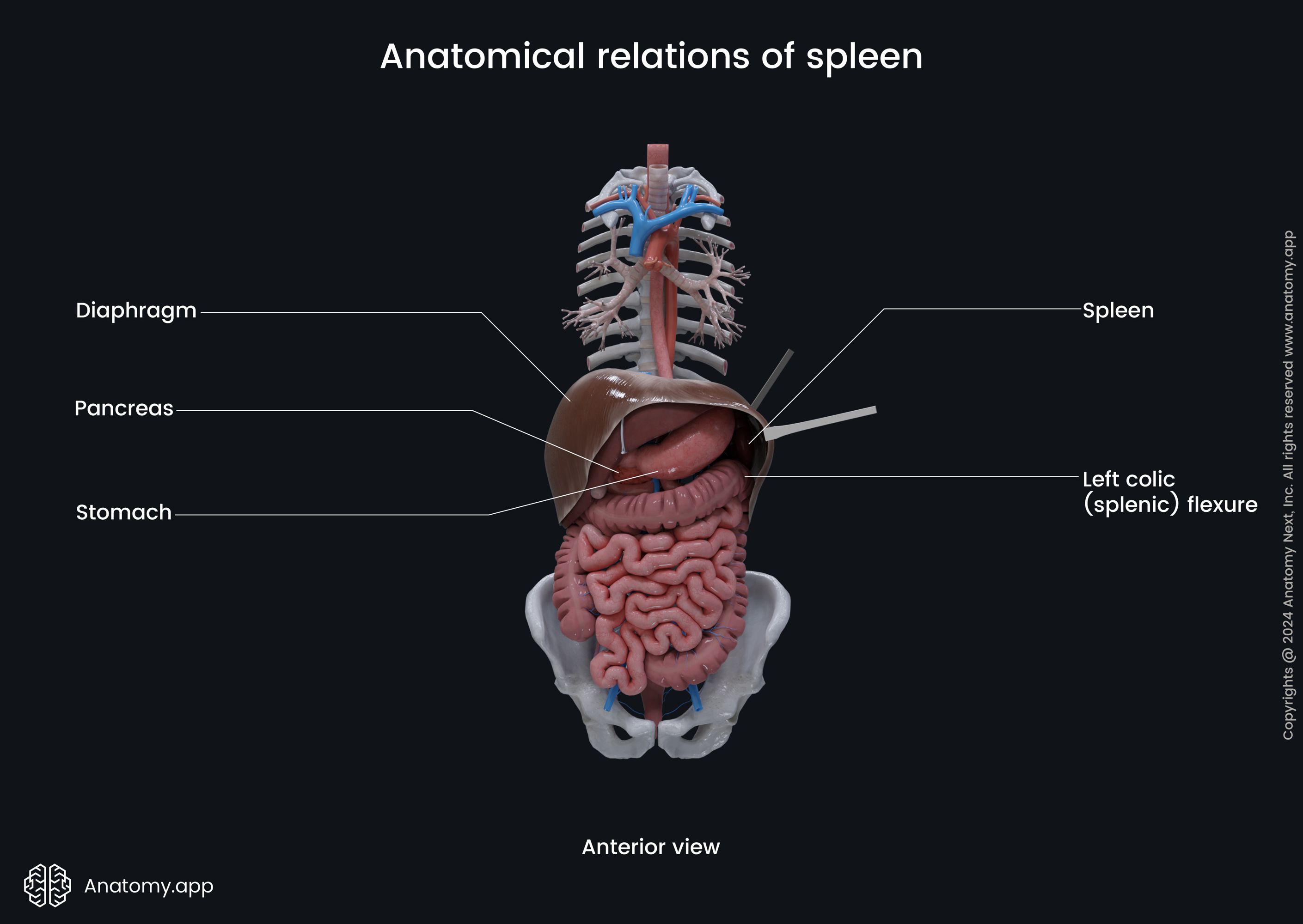 Anatomical relations of spleen