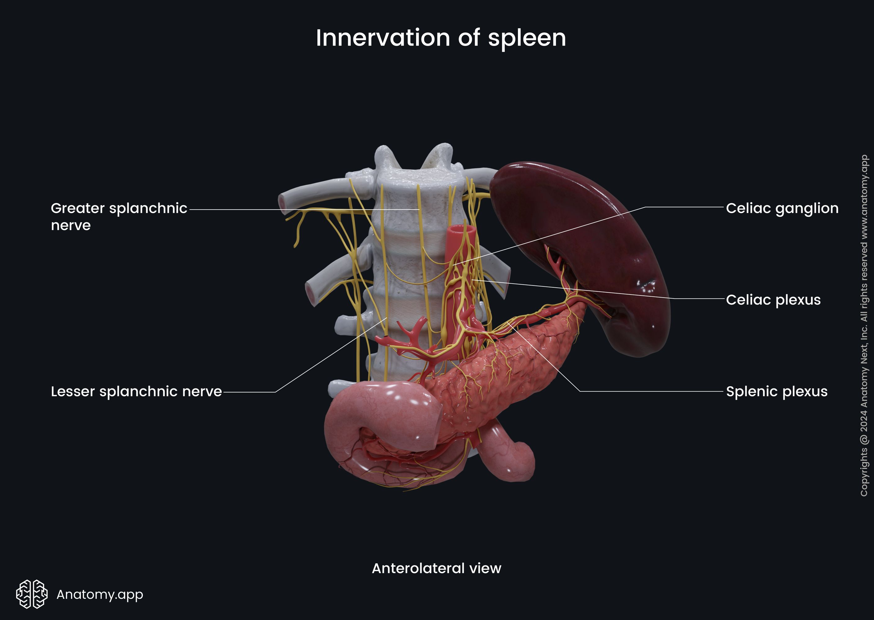 Innervation of spleen