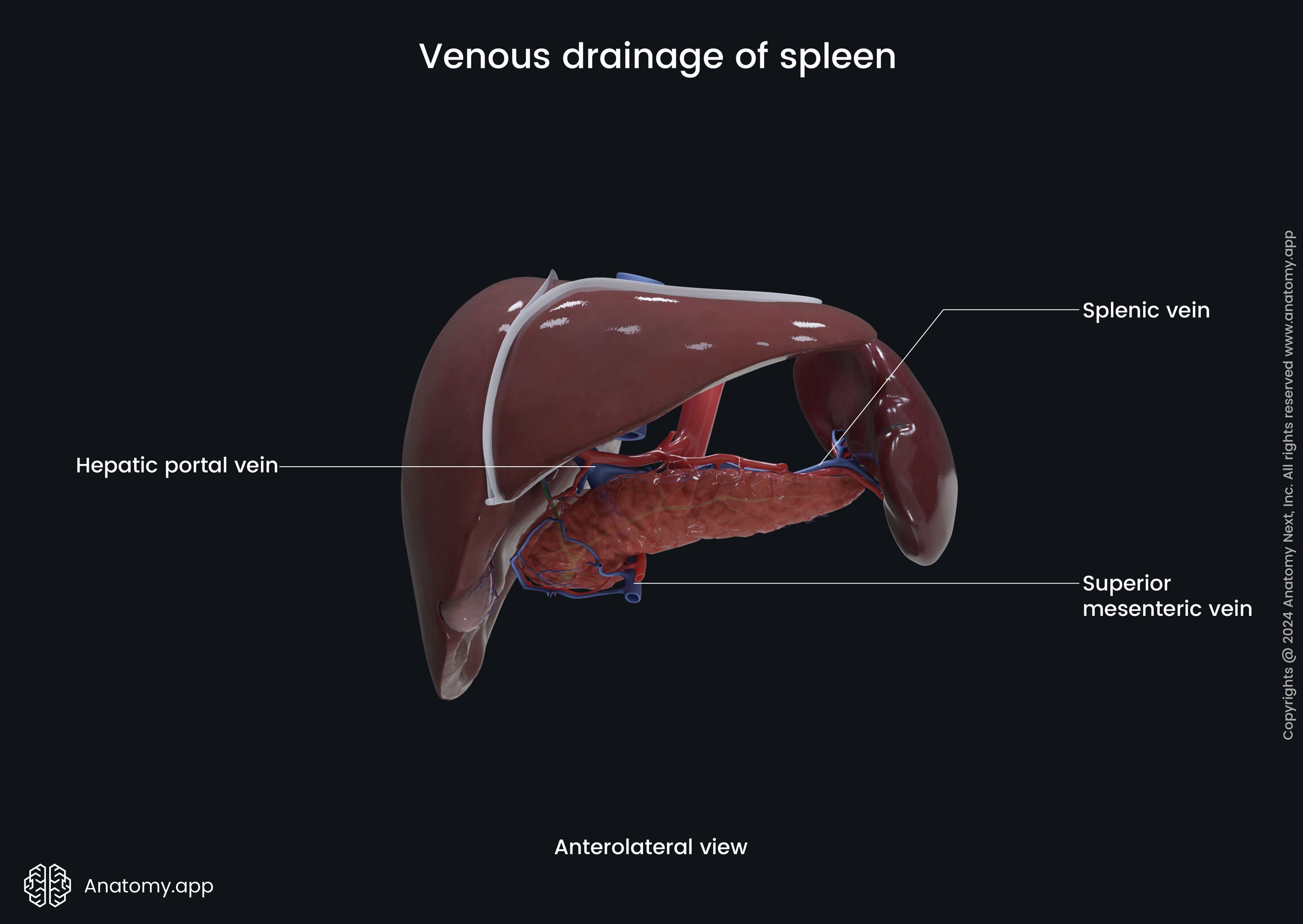 Venous drainage of spleen