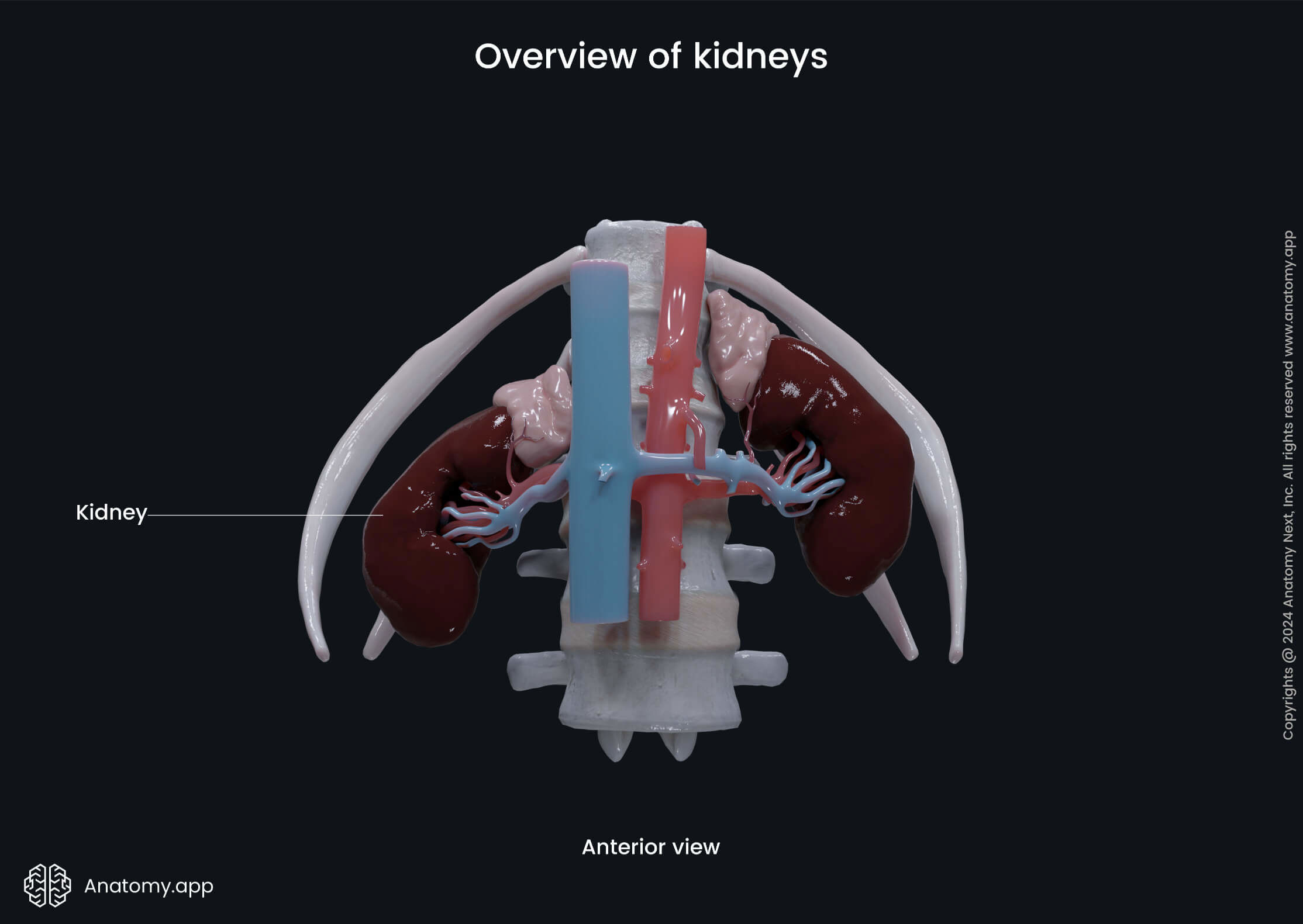Overview of kidneys