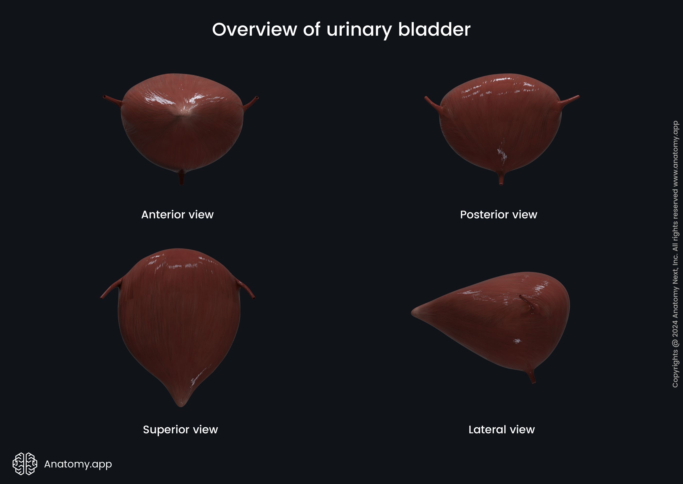 Urinary bladder in various views
