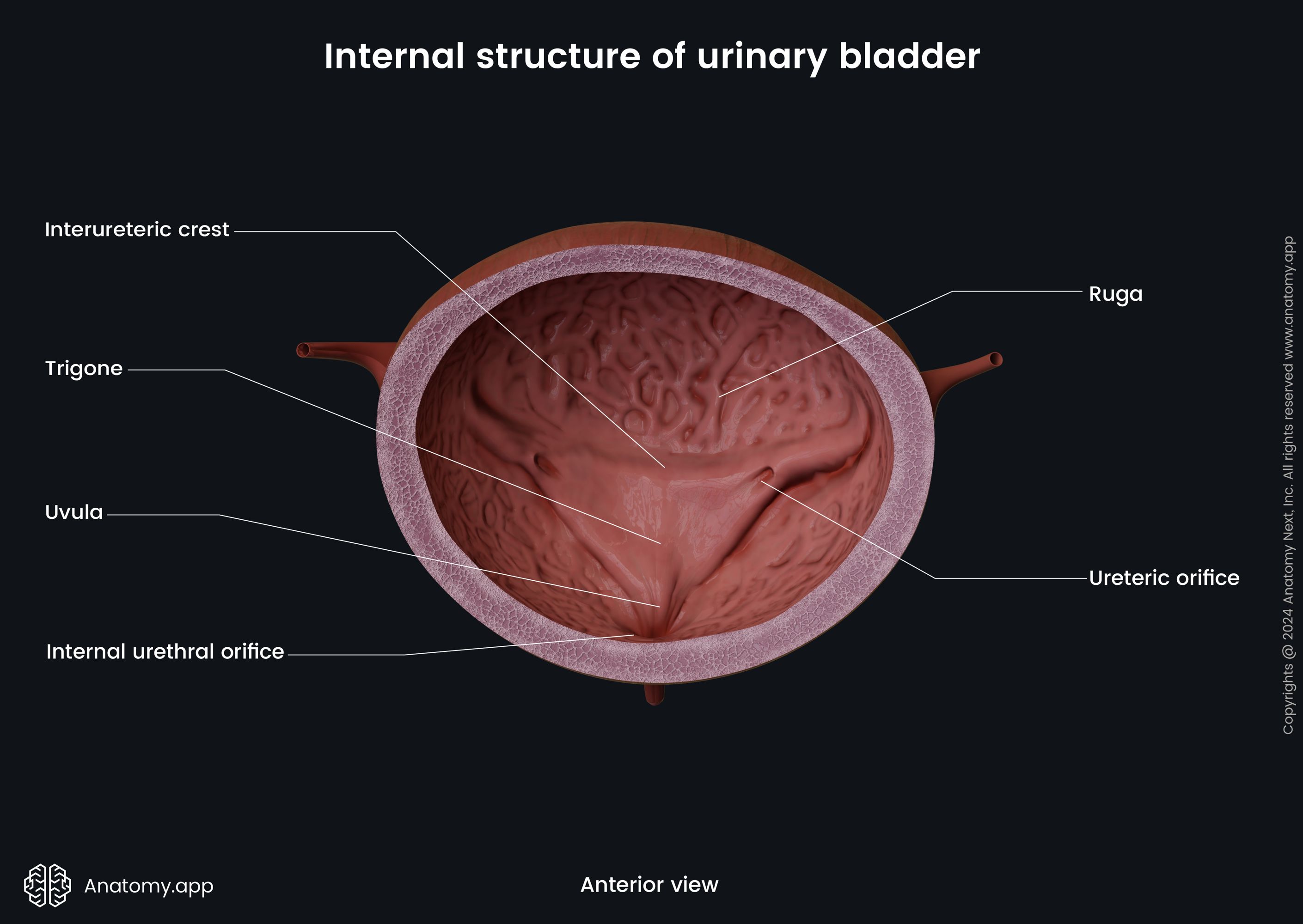Internal structure of urinary bladder