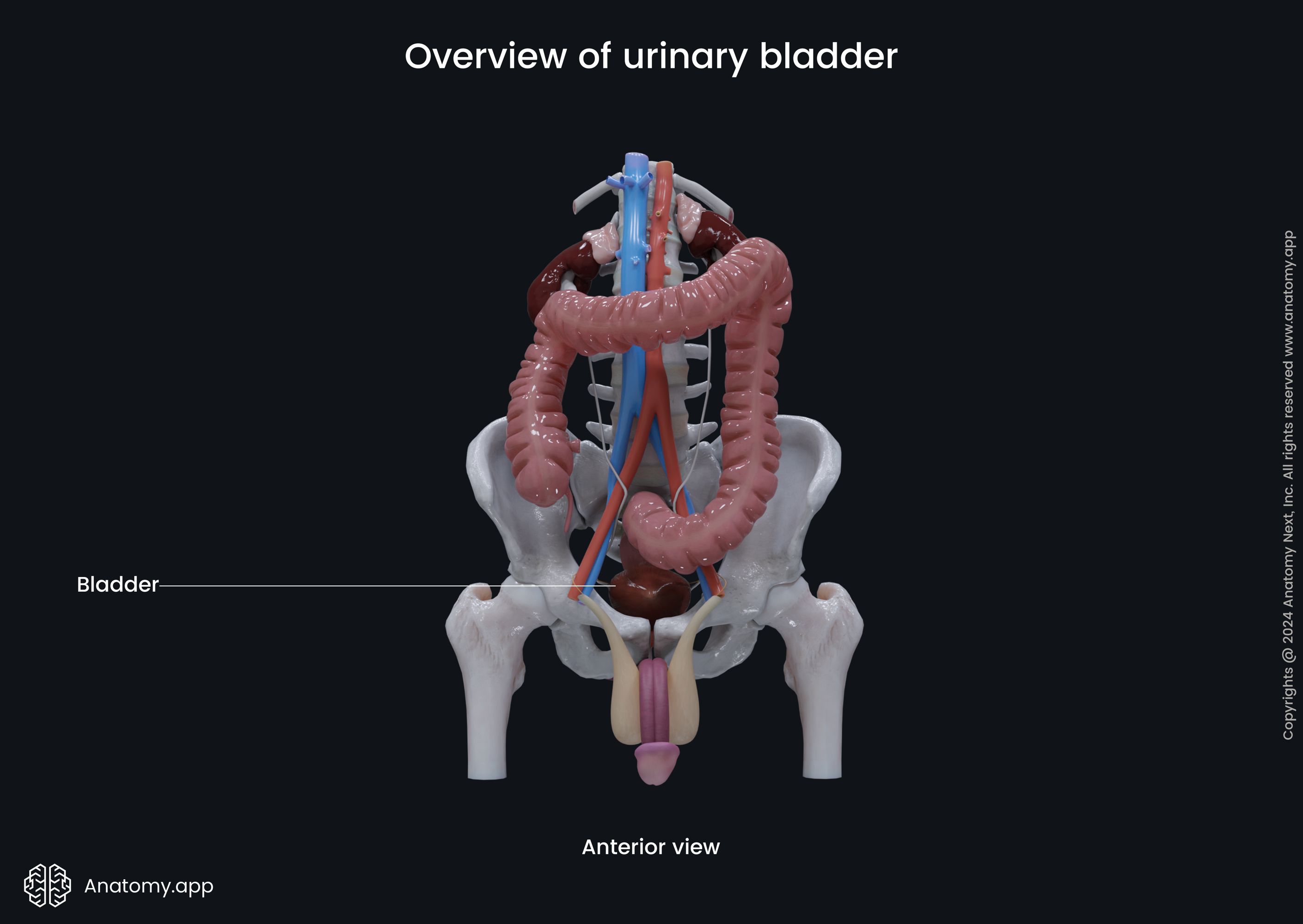 Overview of urinary bladder