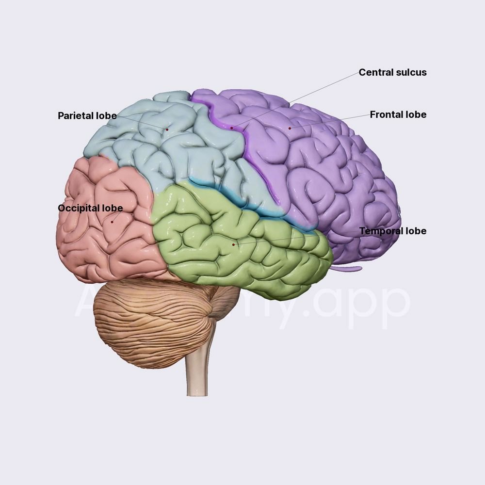 cerebral-gyri-and-sulci-overview-brain-head-and-neck-anatomy