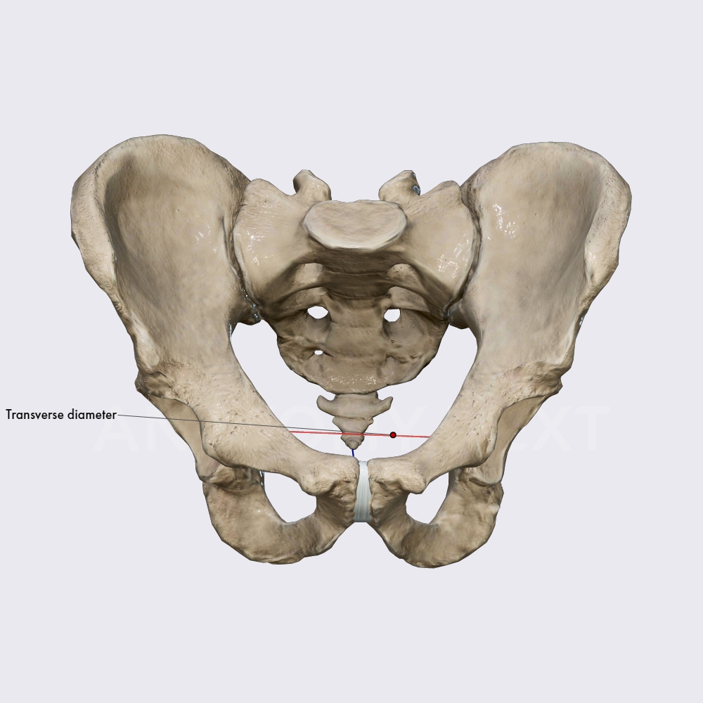 pelvic-outlet-diameters-obstetric-anatomy-organ-systems-anatomy