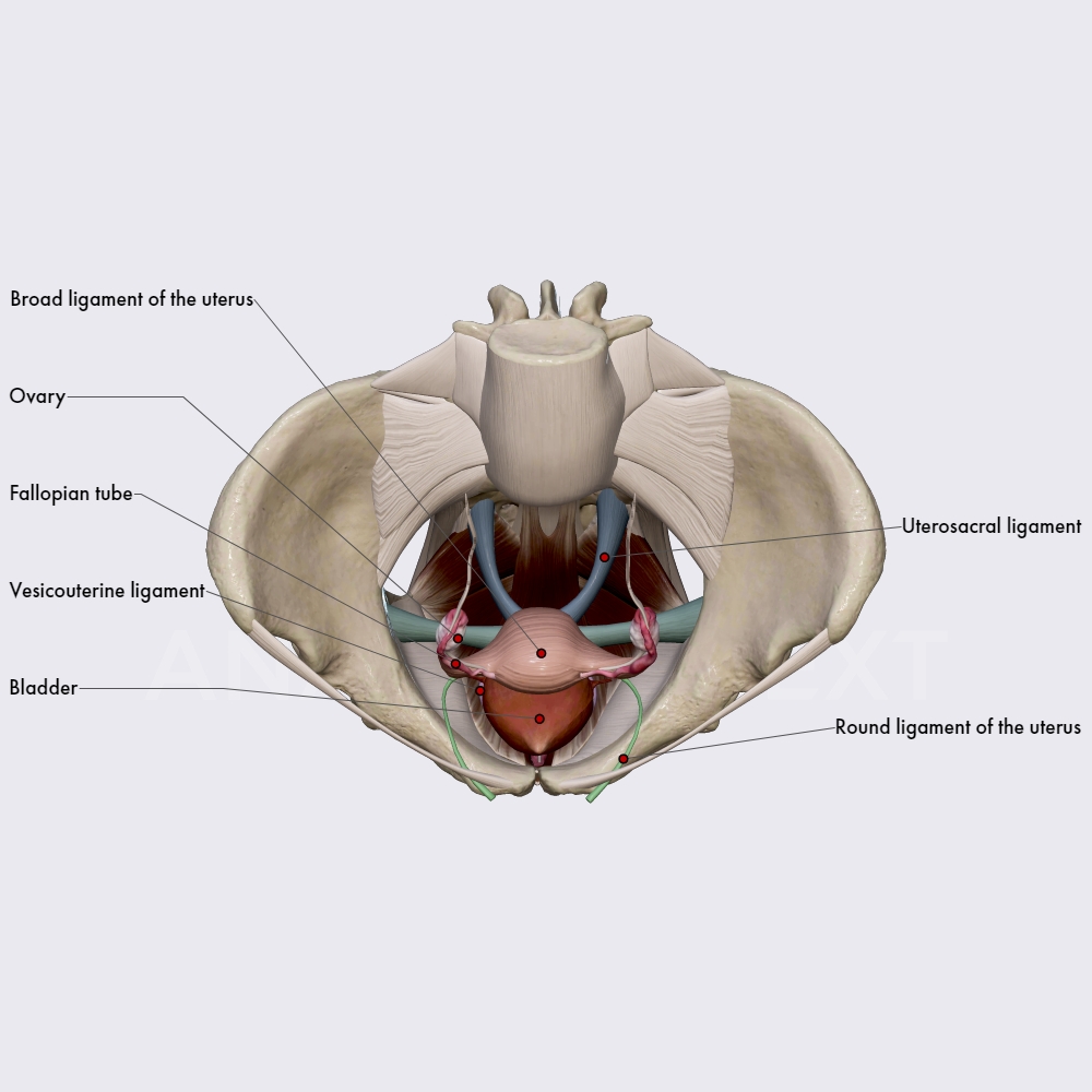 Ligaments of the uterus | Female reproductive system | Organ Systems ...