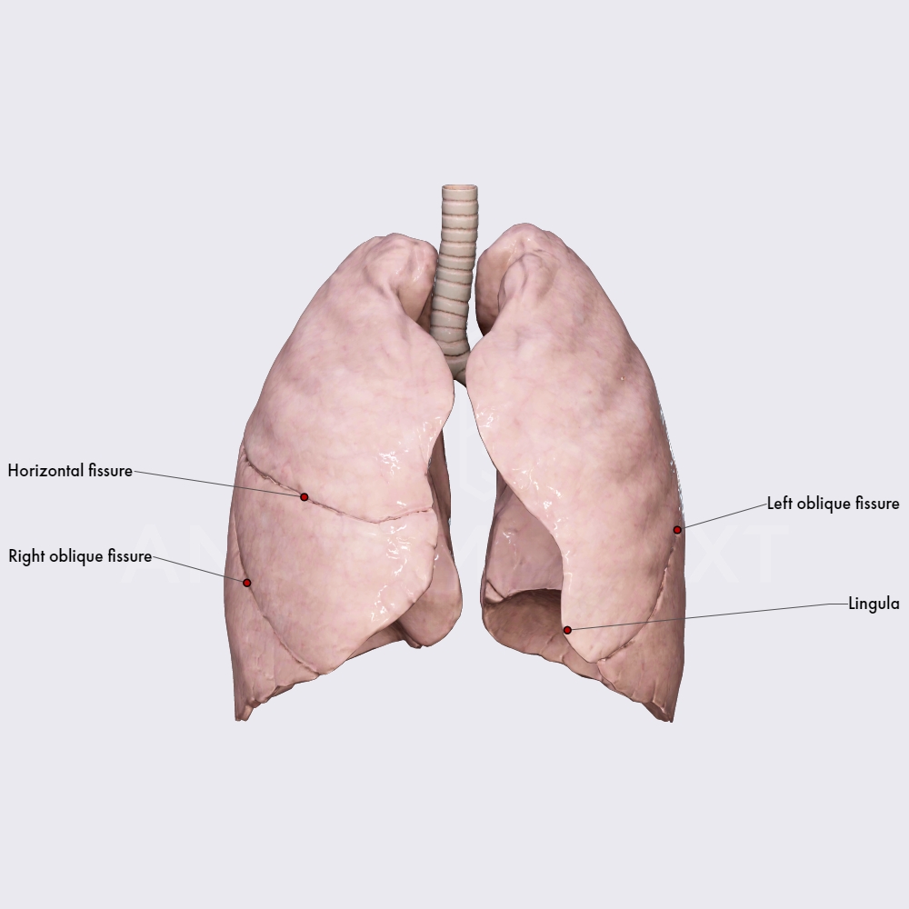 Lung fissures | Respiratory system | Organ Systems | Anatomy.app ...