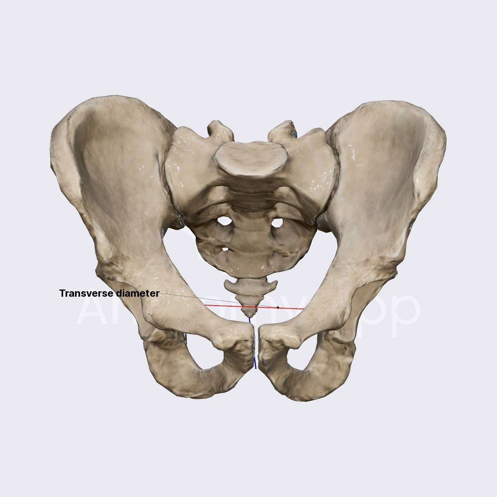 Pelvic outlet diameters | Pelvis | Pelvis | Anatomy.app | Learn anatomy ...