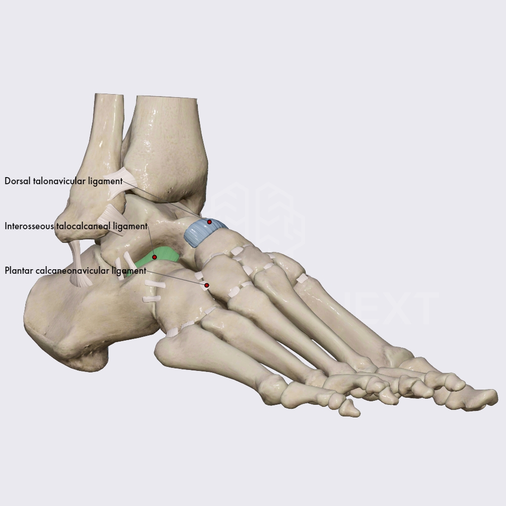 Ligaments Of Talocalcaneonavicular Joint Ligaments Of The Lower Limb