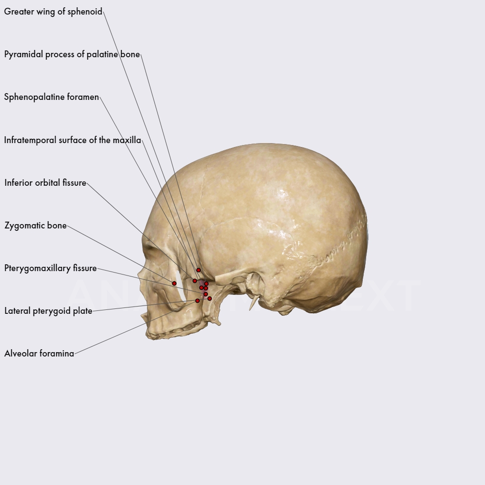 Pterygopalatine Fossa Skull Topography Head And Neck Anatomyapp Learn Anatomy 3d 9713
