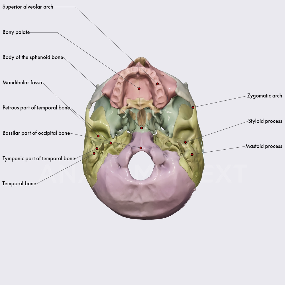 External Cranial Base Skull Topography Head And Neck Anatomyapp Learn Anatomy 3d 2620