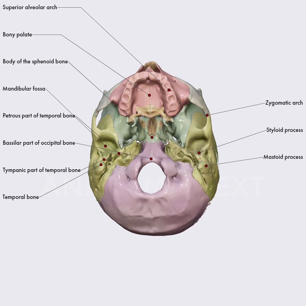 External Cranial Base Skull Topography Head And Neck Anatomyapp Learn Anatomy 3d 9856