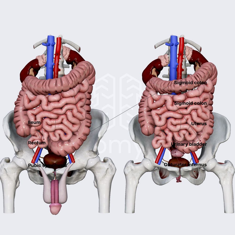 Anatomical relations of urinary bladder 
