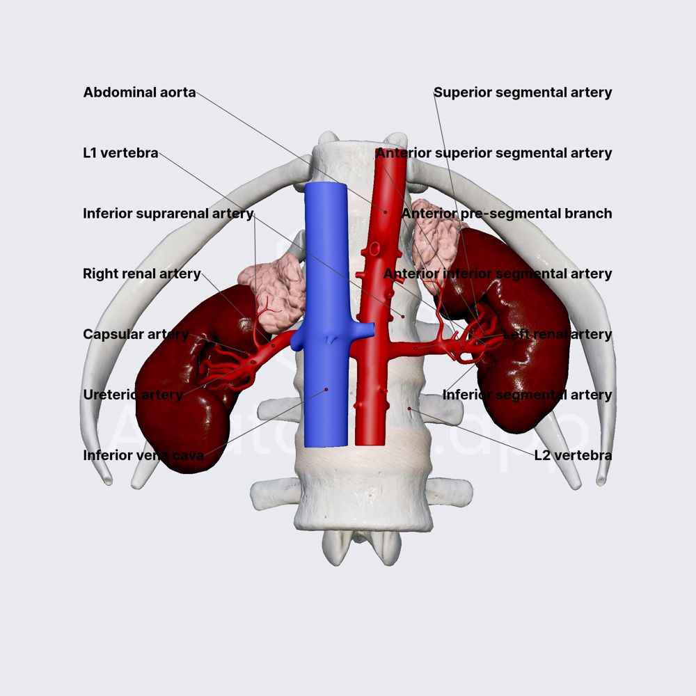 Arterial blood supply of kidneys