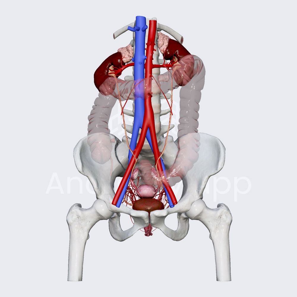 Arterial blood supply of female bladder