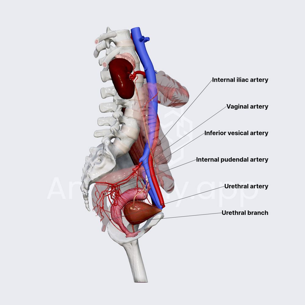 Arterial blood supply of female urethra