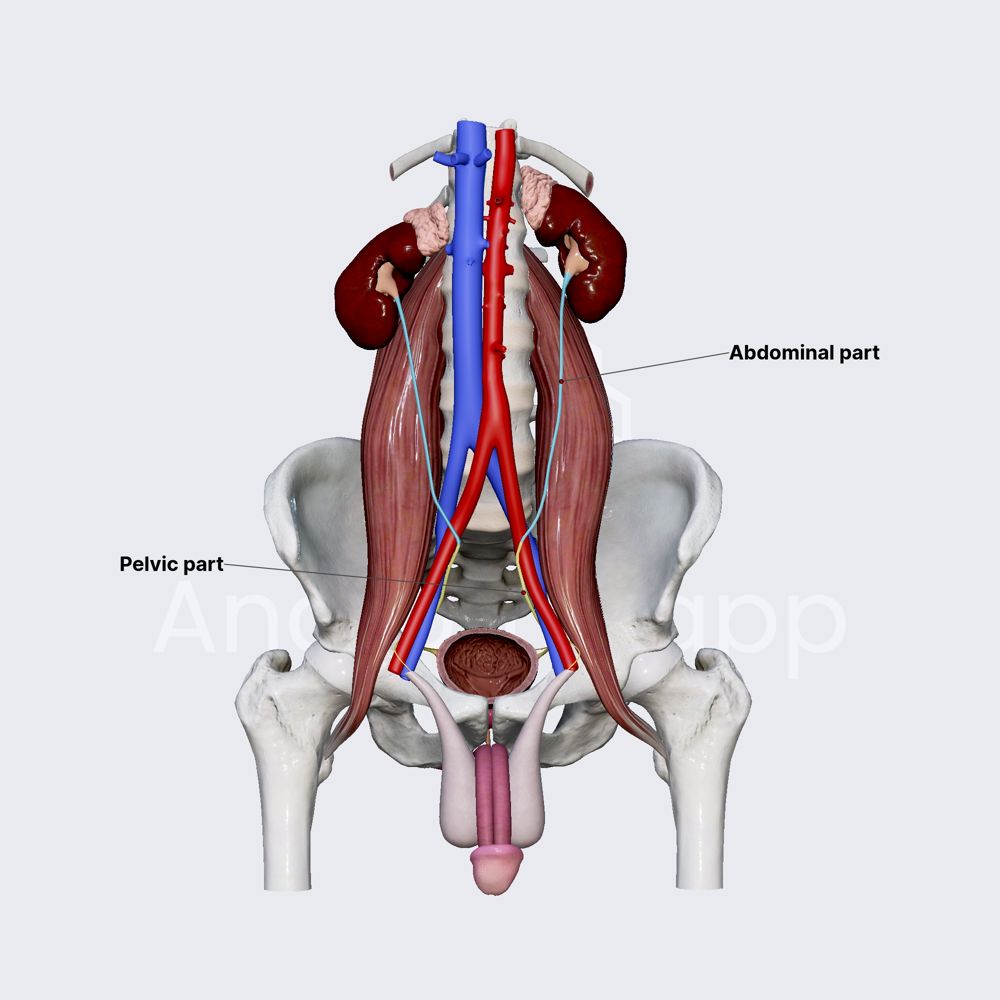 Parts of ureters