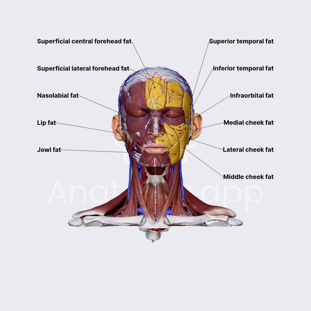 Superficial facial fat pads