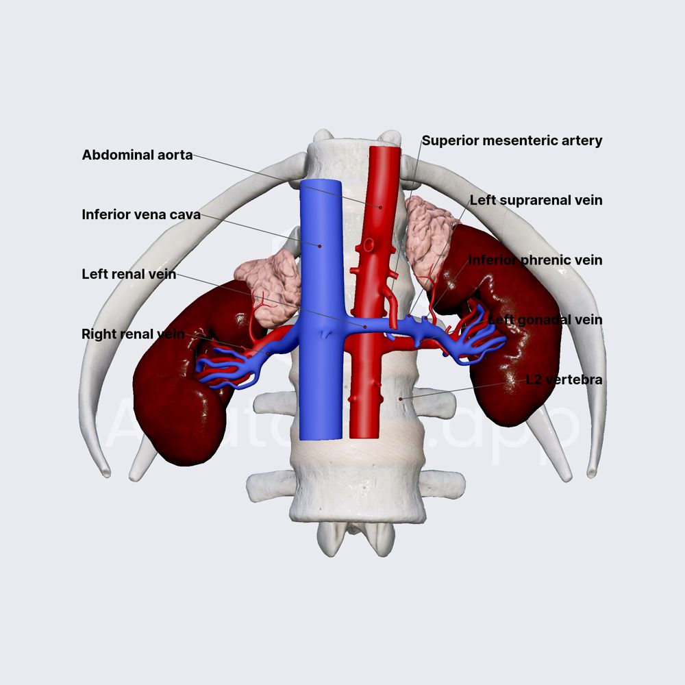 Venous drainage of kidneys