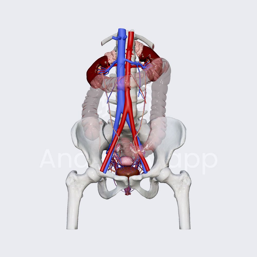 Venous drainage of female urinary bladder 
