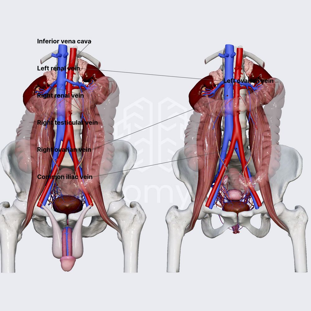Venous drainage of ureters