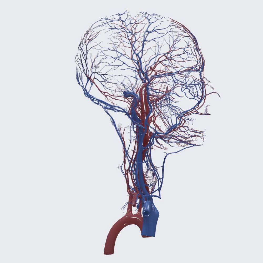 Overview of the blood vessels of the head and neck