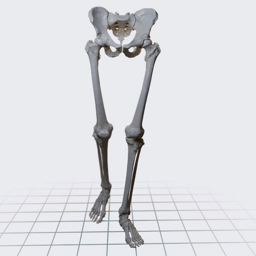 Biomechanics of the hip joint: combined flexion and adduction and extension and adduction